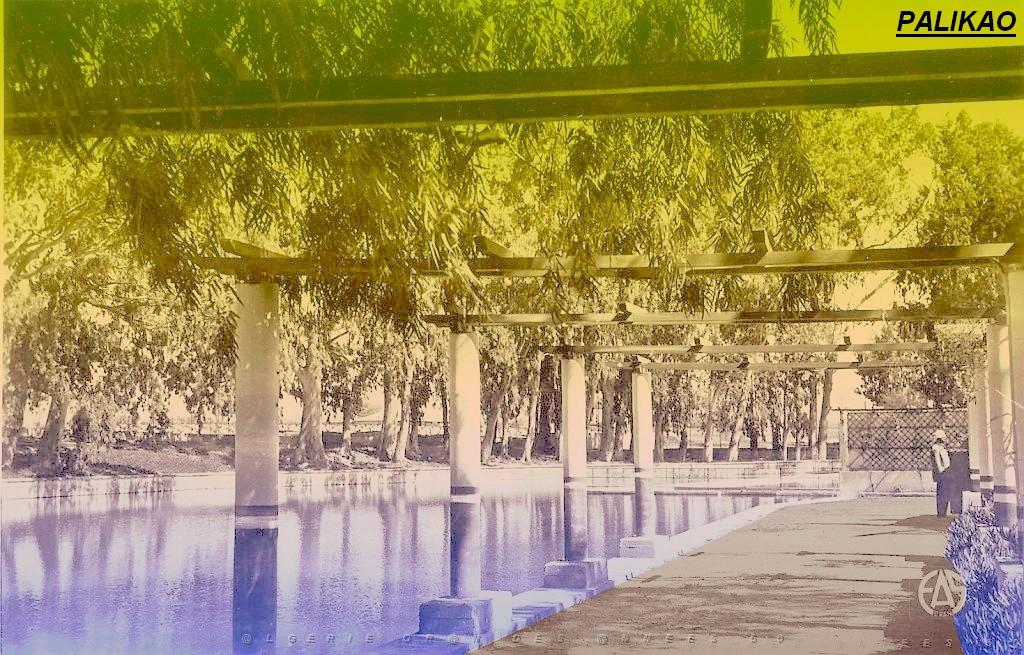 PALIKAO 500  PERGOLA.jpg